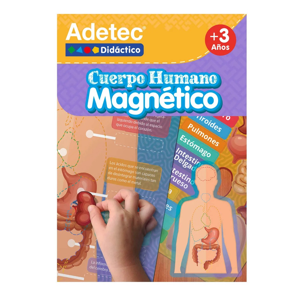 Laminas Magnéticas Adetec Interactivas Cuerpo Humano